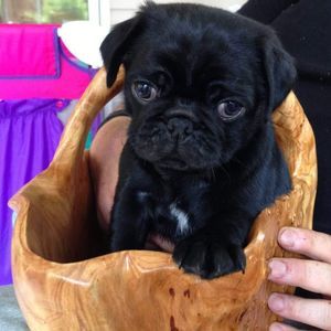 Meet your Posher, Renate